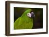 Severe Macaw (Ara Severa)-Lynn M^ Stone-Framed Photographic Print