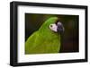 Severe Macaw (Ara Severa)-Lynn M^ Stone-Framed Photographic Print