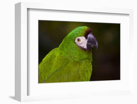 Severe Macaw (Ara Severa)-Lynn M^ Stone-Framed Photographic Print