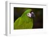 Severe Macaw (Ara Severa)-Lynn M^ Stone-Framed Photographic Print