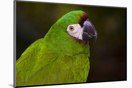 Severe Macaw (Ara Severa)-Lynn M^ Stone-Mounted Photographic Print