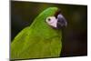 Severe Macaw (Ara Severa)-Lynn M^ Stone-Mounted Photographic Print