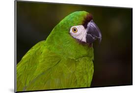 Severe Macaw (Ara Severa)-Lynn M^ Stone-Mounted Photographic Print