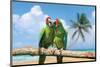 Severe Macaw Parrots on Beach-null-Mounted Art Print