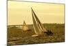 Severn River Sailing II-Alan Hausenflock-Mounted Photographic Print