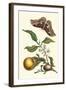 Seville Orange with a Golden Rothschild Butterfly-Maria Sibylla Merian-Framed Art Print