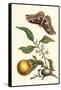 Seville Orange with a Golden Rothschild Butterfly-Maria Sibylla Merian-Framed Stretched Canvas