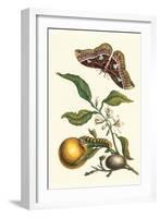 Seville Orange with a Golden Rothschild Butterfly-Maria Sibylla Merian-Framed Art Print