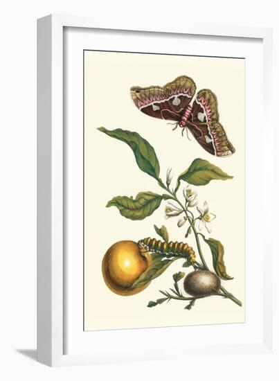 Seville Orange with a Golden Rothschild Butterfly-Maria Sibylla Merian-Framed Art Print