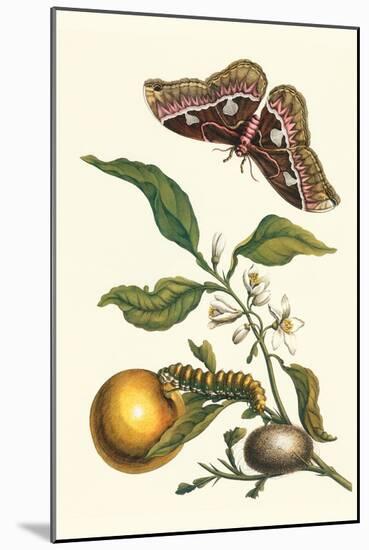 Seville Orange with a Golden Rothschild Butterfly-Maria Sibylla Merian-Mounted Art Print