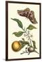 Seville Orange with a Golden Rothschild Butterfly-Maria Sibylla Merian-Framed Art Print