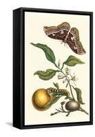 Seville Orange with a Golden Rothschild Butterfly-Maria Sibylla Merian-Framed Stretched Canvas