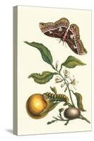 Seville Orange with a Golden Rothschild Butterfly-Maria Sibylla Merian-Stretched Canvas