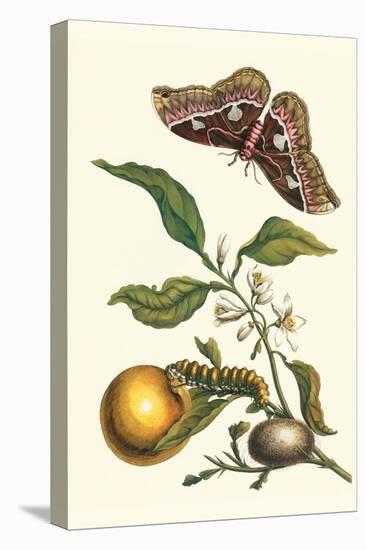 Seville Orange with a Golden Rothschild Butterfly-Maria Sibylla Merian-Stretched Canvas