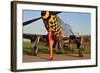 Sexy 1940's Style Pin-Up Girl Posing with a P-51 Mustang-null-Framed Photographic Print