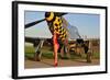 Sexy 1940's Style Pin-Up Girl Posing with a P-51 Mustang-null-Framed Photographic Print