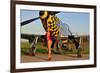 Sexy 1940's Style Pin-Up Girl Posing with a P-51 Mustang-null-Framed Photographic Print