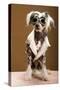 Sexy Chinese Crested Hairless Sporting A Cool Coat And Glasses-Candicecunningham-Stretched Canvas