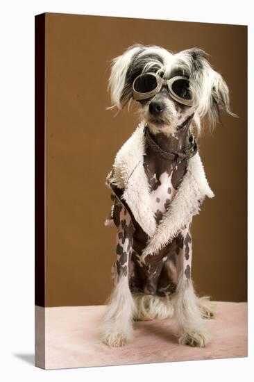 Sexy Chinese Crested Hairless Sporting A Cool Coat And Glasses-Candicecunningham-Stretched Canvas