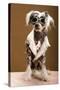 Sexy Chinese Crested Hairless Sporting A Cool Coat And Glasses-Candicecunningham-Stretched Canvas