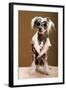 Sexy Chinese Crested Hairless Sporting A Cool Coat And Glasses-Candicecunningham-Framed Photographic Print