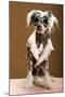 Sexy Chinese Crested Hairless Sporting A Cool Coat And Glasses-Candicecunningham-Mounted Photographic Print