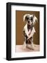 Sexy Chinese Crested Hairless Sporting A Cool Coat And Glasses-Candicecunningham-Framed Photographic Print