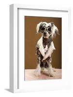 Sexy Chinese Crested Hairless Sporting A Cool Coat And Glasses-Candicecunningham-Framed Photographic Print