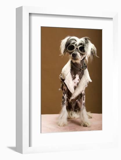 Sexy Chinese Crested Hairless Sporting A Cool Coat And Glasses-Candicecunningham-Framed Photographic Print