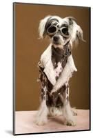 Sexy Chinese Crested Hairless Sporting A Cool Coat And Glasses-Candicecunningham-Mounted Photographic Print