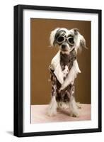 Sexy Chinese Crested Hairless Sporting A Cool Coat And Glasses-Candicecunningham-Framed Photographic Print