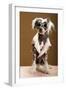 Sexy Chinese Crested Hairless Sporting A Cool Coat And Glasses-Candicecunningham-Framed Photographic Print