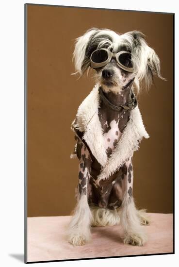 Sexy Chinese Crested Hairless Sporting A Cool Coat And Glasses-Candicecunningham-Mounted Photographic Print