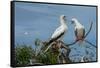 Seychelles, Indian Ocean, Aldabra, Cosmoledo Atoll. Pair of Red-footed boobies.-Cindy Miller Hopkins-Framed Stretched Canvas