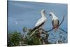 Seychelles, Indian Ocean, Aldabra, Cosmoledo Atoll. Pair of Red-footed boobies.-Cindy Miller Hopkins-Stretched Canvas