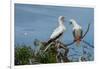 Seychelles, Indian Ocean, Aldabra, Cosmoledo Atoll. Pair of Red-footed boobies.-Cindy Miller Hopkins-Framed Photographic Print