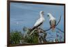 Seychelles, Indian Ocean, Aldabra, Cosmoledo Atoll. Pair of Red-footed boobies.-Cindy Miller Hopkins-Framed Photographic Print