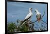 Seychelles, Indian Ocean, Aldabra, Cosmoledo Atoll. Pair of Red-footed boobies.-Cindy Miller Hopkins-Framed Photographic Print