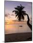 Seychelles, Mahe Island, Horizontal Palm, Fairyland Beach, Dawn-Walter Bibikow-Mounted Photographic Print