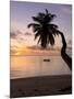 Seychelles, Mahe Island, Horizontal Palm, Fairyland Beach, Dawn-Walter Bibikow-Mounted Photographic Print
