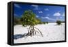 Seychelles Mangrove-null-Framed Stretched Canvas