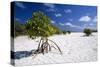 Seychelles Mangrove-null-Stretched Canvas