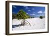 Seychelles Mangrove-null-Framed Photographic Print