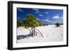 Seychelles Mangrove-null-Framed Photographic Print