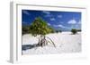 Seychelles Mangrove-null-Framed Photographic Print