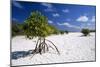 Seychelles Mangrove-null-Mounted Photographic Print