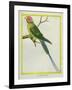 Seychelles Parakeet-Georges-Louis Buffon-Framed Giclee Print