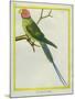 Seychelles Parakeet-Georges-Louis Buffon-Mounted Giclee Print