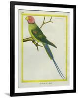 Seychelles Parakeet-Georges-Louis Buffon-Framed Giclee Print