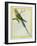 Seychelles Parakeet-Georges-Louis Buffon-Framed Giclee Print